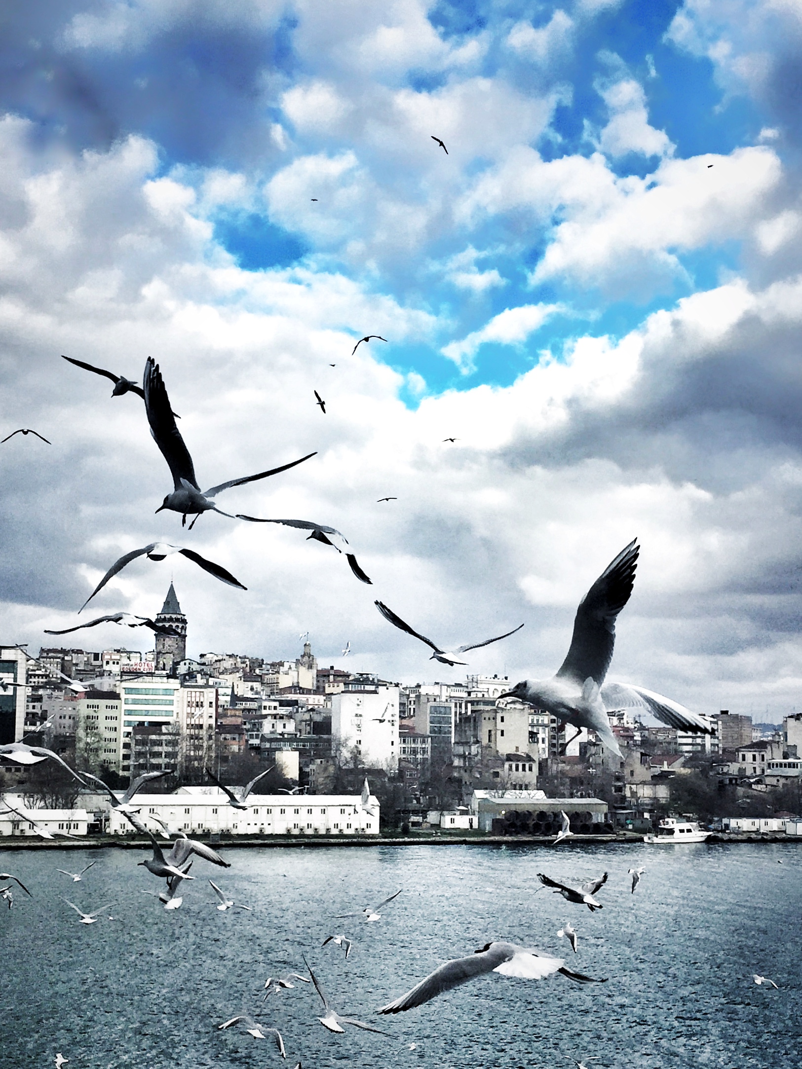نوارس أمام برج غلطة ومباني إسطنبول، 17 مارس 2015. صورة توضيحية.