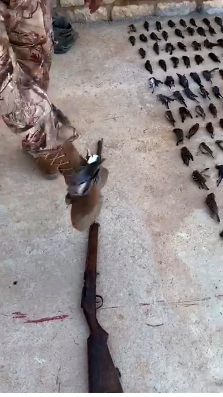 طيور على الأرض وحذاء ملاصق لأحدها في لقطة من فيديو.