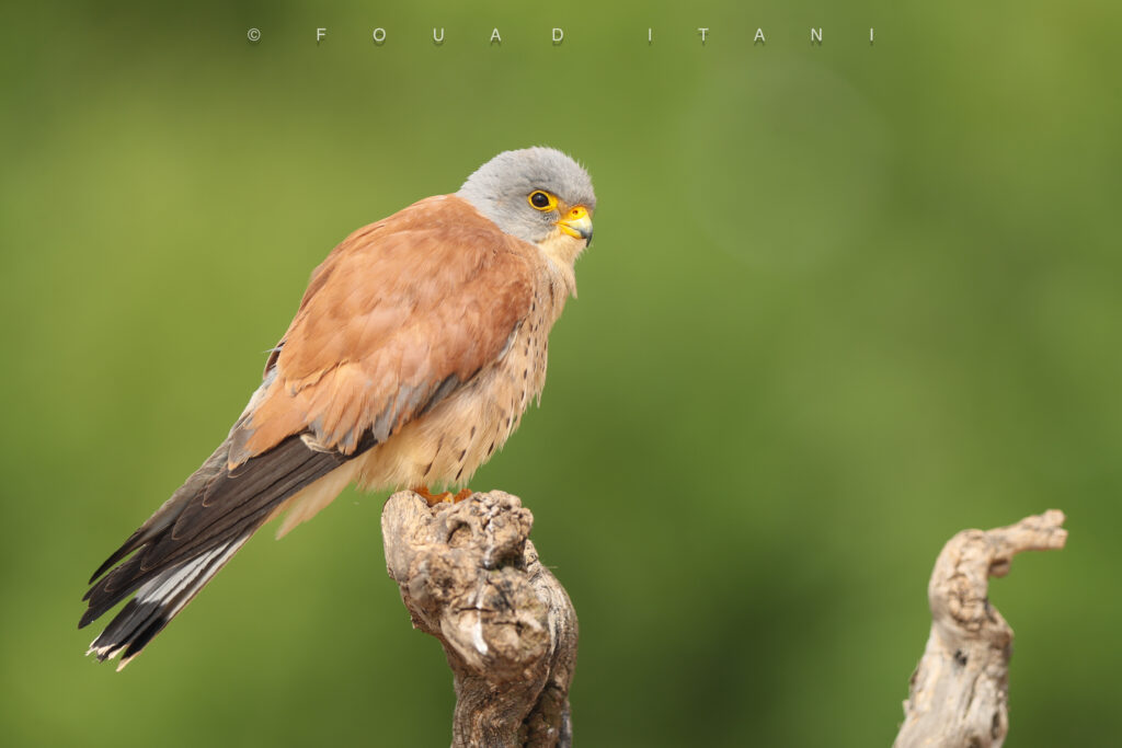 العُوَيْسِق — Lesser Kestrel