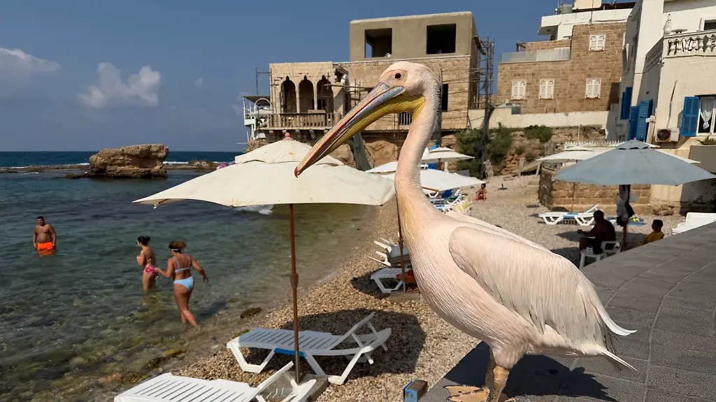 بجعة البترون عند حافة المتوسط.