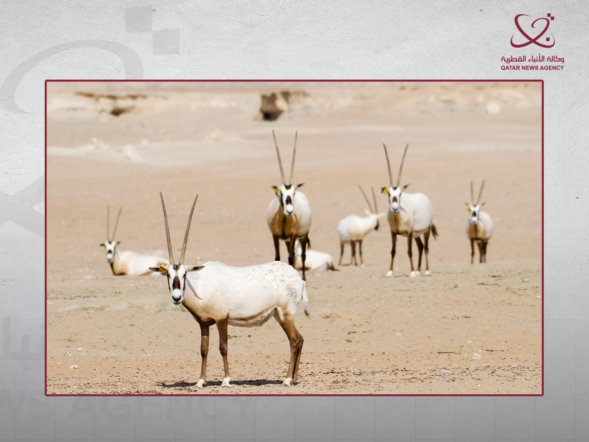 المها العربي ضمن جهود حماية الحياة الفطرية في قطر.